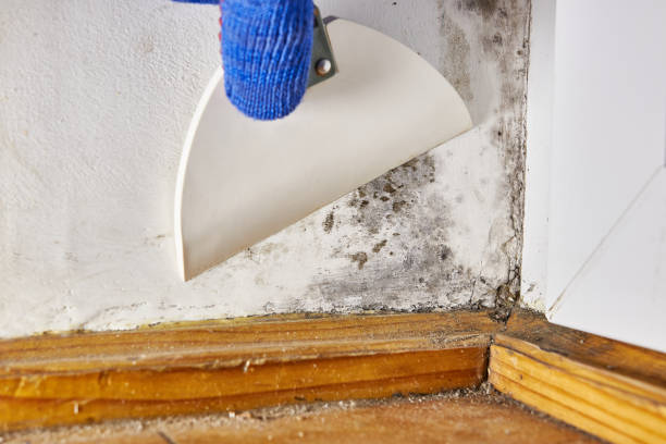 Best Mold Remediation for Healthcare Facilities  in Byng, OK